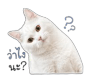 849793858
