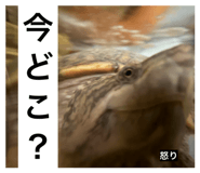 849796960