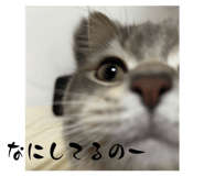849816156