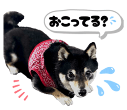 849816795