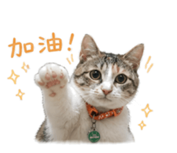 849873232