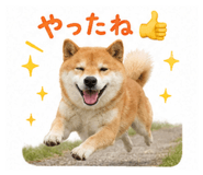 849876355
