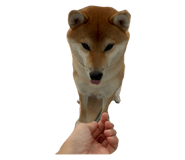 849876778