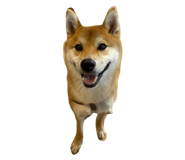 849876787