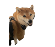 849876795