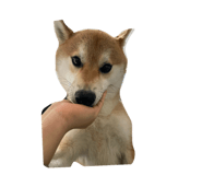 849876796