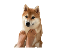 849876800