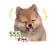 849885645