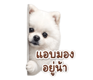 849893990