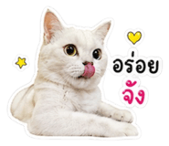 849896804