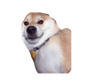 849905126