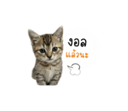 849929690