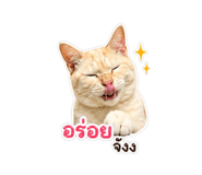 849967080