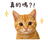 849977747