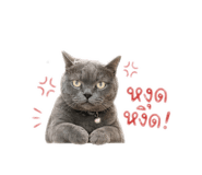 850102646
