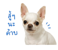 850175560
