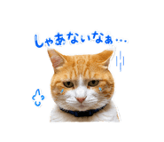 850180293