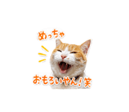 850180294