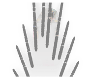 850181734