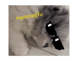 850184545