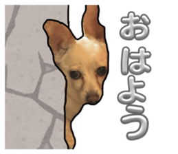850202871