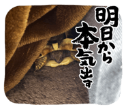 850246494