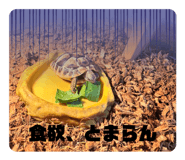 850246496