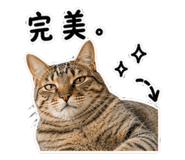 850265565