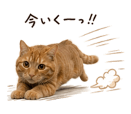850267194
