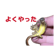 850277811