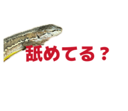 850277812