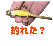 850277816