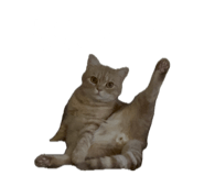 850277867