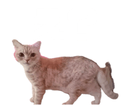 850277871