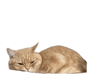 850277873