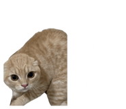 850277881