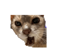850277887
