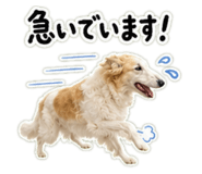 850302555
