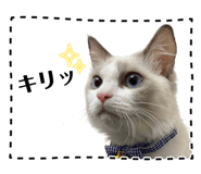 850309240
