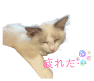 850309254
