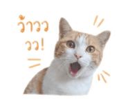 850313392