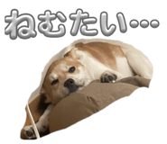 850324626