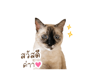 850337145