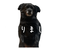 850356523