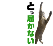 850396038