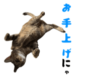 850396048