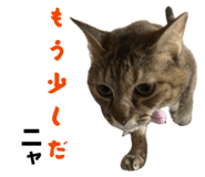 850396050