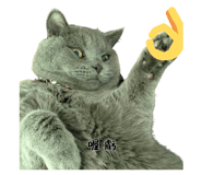 850459976