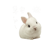 850470259