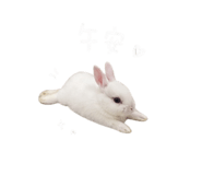 850470265